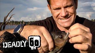Steve bitten by a piranha! | Deadly 60 | BBC Earth Kids