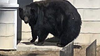 Медведь забрался в дом и утащил лазанью из морозилки