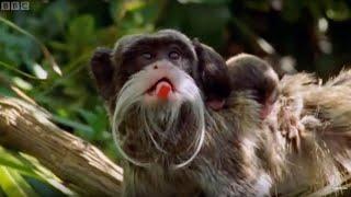 Emperor Tamarin Families | BBC Earth