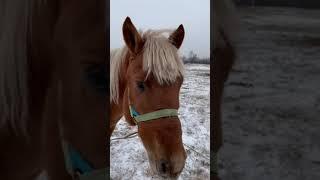 После падения с этого блондина, мы не виделись 1,5 мес, я в тихую подошла и тихо позвала  #Ферзик