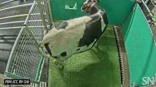 Watch a cow use a bathroom stall | Science News