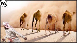 Вот Почему Песчаная Буря Не Может Убить Верблюдов