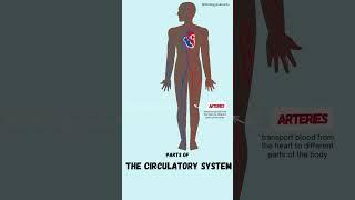 Parts of the Circulatory system