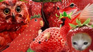 top 7 strawberry animals