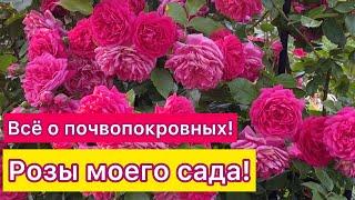 Все о почвопокровных розах моего сада. Советы по уходу (Урал 2-3 климатическая зона)