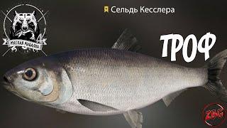 СЕЛЬДЬ КЕССЛЕРА - ТРОФЕЙНАЯ - РУССКАЯ РЫБАЛКА 4 | Russian Fishing 4