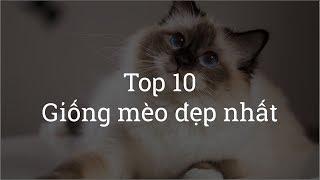 Top 10 most beautiful cats in the world