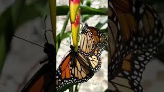 #shorts #butterfly #martinique   Instagram : Zoo de martinique