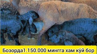 СУРХОНДАРЁ САРИОСИЁ ПАЙШАНБА БОЗОРИ КУ́Й НАРХЛАРИ