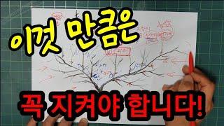 복숭아 가지치기 하기 전에 꼭 보세요. Make sure to watch it before pruning.