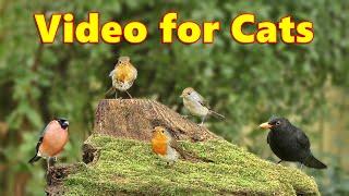 Videos for Cats ~ Birds on The Little Volcano ⭐ 8 HOURS ⭐ Cat TV