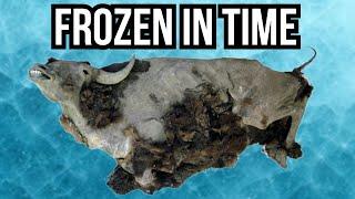 8 Prehistoric Animals That Have Been Found Trapped In Ice
