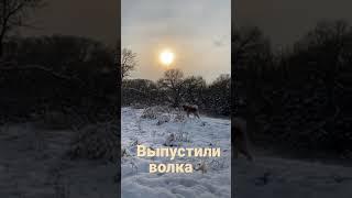 Волк в лесу. Аляскинский Маламут Халк.