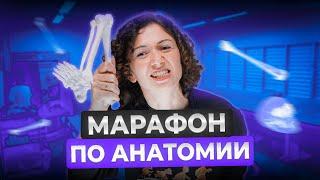 Анатомия за 3 часа ЧАСТЬ 1 | Биология ЕГЭ