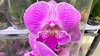 обзор завоза ОРХИДЕЙ ШИКАРНЫЕ легатообразные орхидеи и биг липы