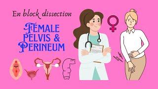 En block dissection of perineum, female perineum, female pelvis, female anatomy and biology