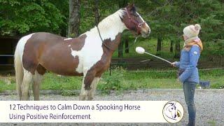 12 Techniques to Calm Down a Spooking Horse with Positive Reinforcement