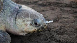 Plastic Fork Removed From A Sea Turtle's Nose!