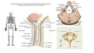 Cervical vertebrae and nerves