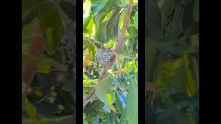 Hummingbird babies home alone #norcal #2024 #april #backyard #chimhutmat7mau