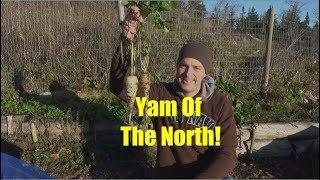 Parsnips: The Yam of the North!