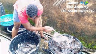 BULK SALES; POND CLEARING IN EDO STATE, NIGERIA