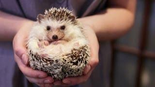 OWNING A PET HEDGEHOG FACTS - UPDATED