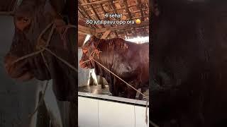 Kira-kira sapi jumbo ini laku 80 juta gak ya 