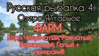 РР4. Озеро Янтарное. ФАРМ! Где ловить Карп Рамчатый, Зеркальный, Голый, Чешуйчатый - призрак.