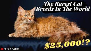 The Rarest Cat Breeds In The World | Peterbald | Laperm | Cornish Rex | Exotic Shorthair