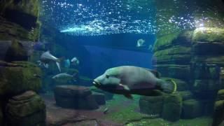 Zoo Aquarium Berlin 4K