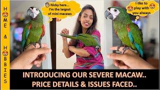 Introducing Severe Macaw || Price details and suspected issues in macaw || Largest of mini macaws..