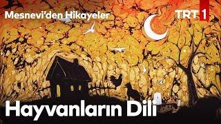 Hayvanların Dili | Mesnevi'den Hikayeler 7. Bölüm