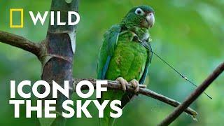 Meet The Iconic Puerto Rican Parrot | Extraordinary Birder | National Geographic WILD