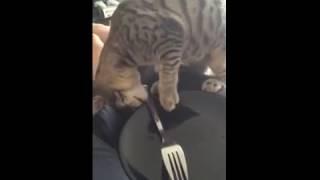 Kitten being a jerk