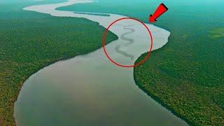 Top 10 Deadliest Creatures Of The Amazon Rainforest | Dangerous Animals In Amazon