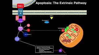 Apoptosis | The Extrinsic Pathway