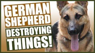 HOW TO STOP YOUR GERMAN SHEPHERD DESTROYING THINGS