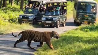 Tiger crossing Road l Wildlife with Sami