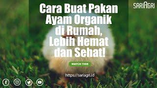 Cara Buat Pakan Ayam Organik di Rumah, Lebih Hemat dan Sehat!