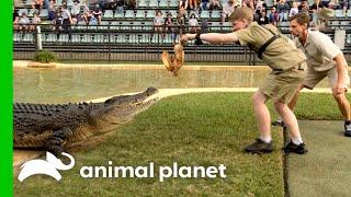 Robert Irwin Lures Crocodile Into Death Roll | Crikey! It's The Irwins | Animal Planet
