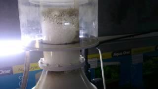 How to set a protein skimmer