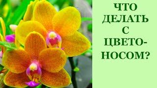 Фаленопсис. Орхидея после цветения. Обрезать цветонос или оставлять?