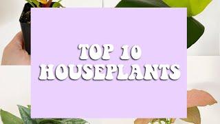 top 10 houseplants // january 2020 (collab w/ kylie’s exotics)