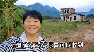 I heard a friend say that Xiao Yong wants to raise chickens in the corn field. I don't know if it i