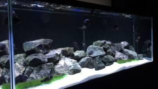 100G Tropheus Duboisi Maswa Tank Upgrade (August 21st, 2015)