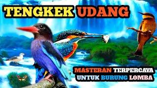 TENGKEK UDANG || masteran murai batu, kacer, cucak ijo