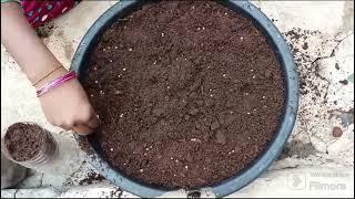 growing palakura| పాలకూర పెంచే విధానం|homemade garden