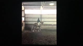 Katie Purdy video 1 Flat work with a 2006 TB gelding. For application for RRP 2021