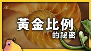 古文明建築、文藝復興藝術作品中暗藏的秘密！「黃金比例」到底出現在多少地方？｜志祺七七